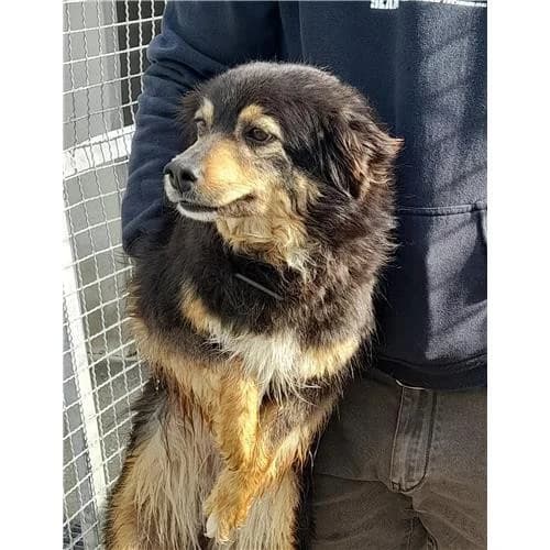 Lupetta, Tricolore female mixed breed for adoption at Associazione , Siniscola (Nuoro)