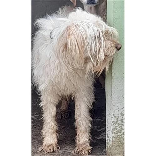Carla, Crema female mixed breed for adoption at Associazione , Siniscola (Nuoro)
