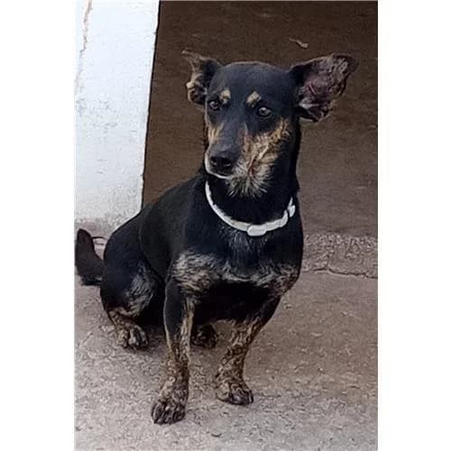 Camelia, Nero Focato female mixed breed for adoption at Associazione , Siniscola (Nuoro)