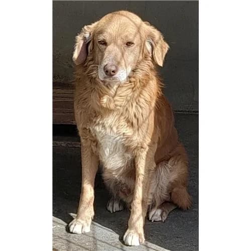 Uranio, Nocciola male mixed breed for adoption at Associazione , Siniscola (Nuoro)