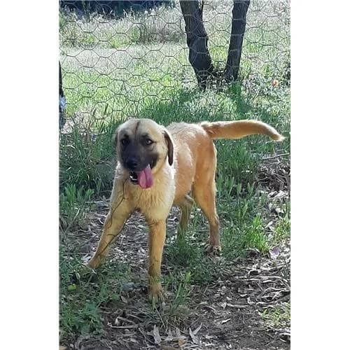 Luna, Fulvo female mixed breed for adoption at Associazione , Siniscola (Nuoro)