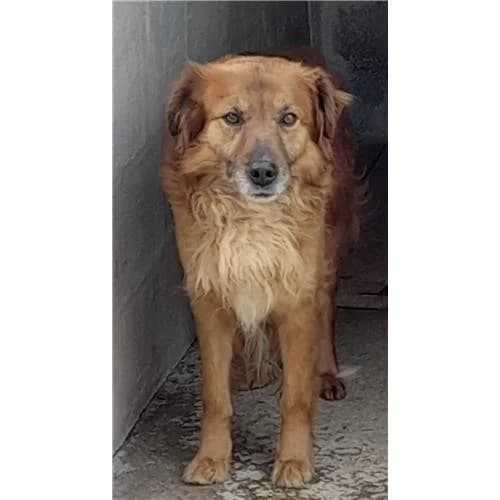 Pupo, Marrone male mixed breed for adoption at Associazione , Siniscola (Nuoro)