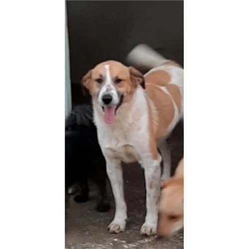 Carina, Tricolore female mixed breed for adoption at Associazione , Siniscola (Nuoro)