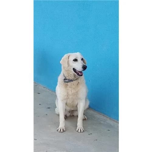 Biancona - Costo, Bianco female mixed breed for adoption at Associazione , Siniscola (Nuoro)