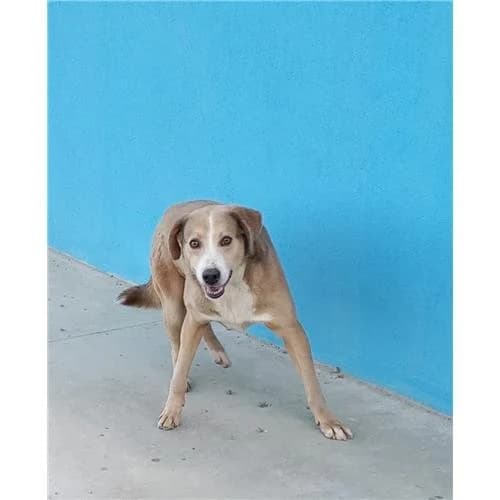 Cecco, Fulvo male mixed breed for adoption at Associazione , Siniscola (Nuoro)