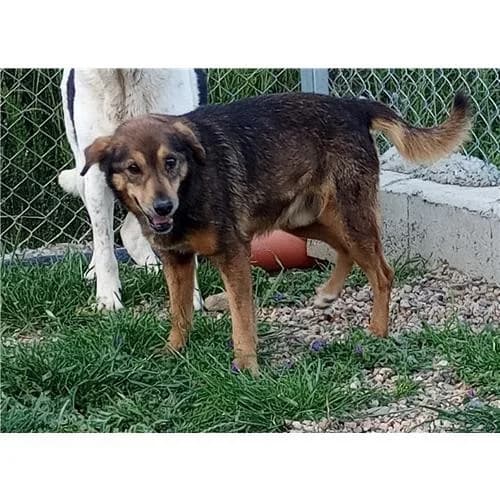 Santo, Fulvo male mixed breed for adoption at Associazione , Siniscola (Nuoro)