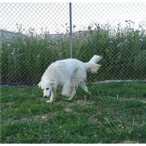 Gianna, Bianco female mixed breed for adoption at Associazione , Siniscola (Nuoro)