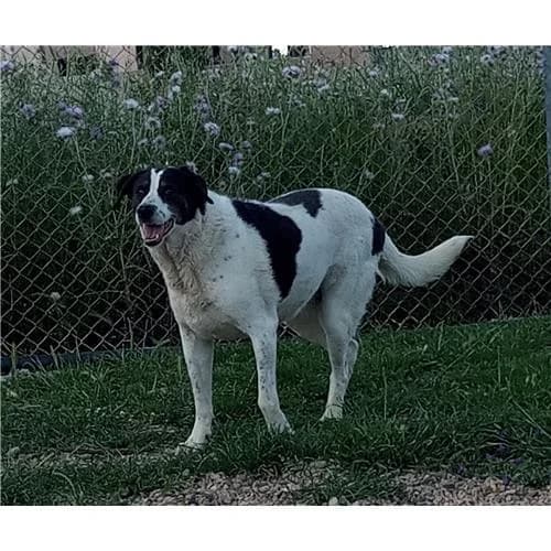 Medusa, Bianco Nero female mixed breed for adoption at Associazione , Siniscola (Nuoro)