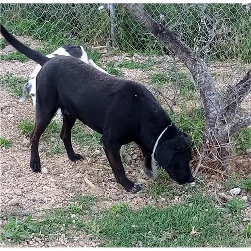 Antony, Nero male mixed breed for adoption at Associazione , Siniscola (Nuoro)