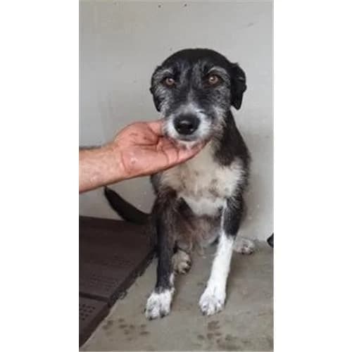 Venere, Nero Bianco female mixed breed for adoption at Associazione , Siniscola (Nuoro)