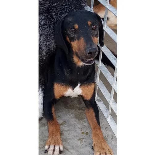 Veneziano, Nero Focato male mixed breed for adoption at Associazione , Siniscola (Nuoro)
