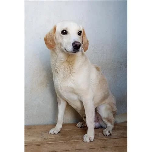 Canadese, Beige male mixed breed for adoption at Associazione , Siniscola (Nuoro)