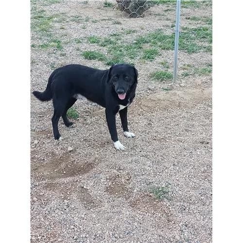 Gregorio, Nero male mixed breed for adoption at Associazione , Siniscola (Nuoro)