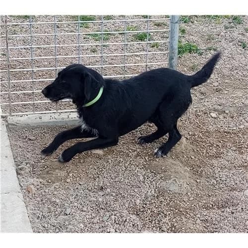 Silvano, Nero male mixed breed for adoption at Associazione , Siniscola (Nuoro)