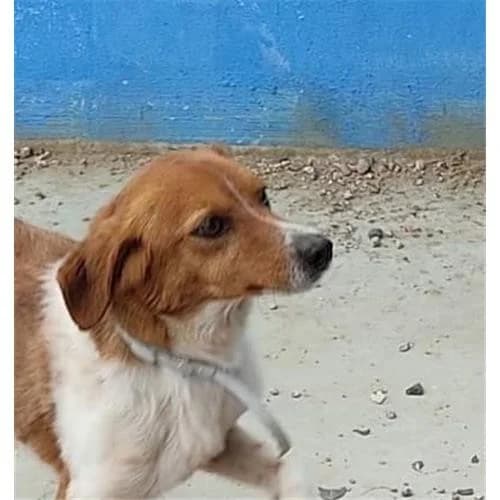 Pedro, Bianco Arancio male mixed breed for adoption at Associazione , Siniscola (Nuoro)