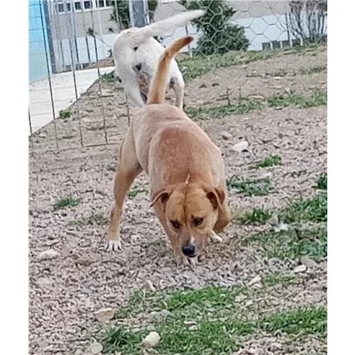 Zagor, Fulvo Bianco male mixed breed for adoption at Associazione , Siniscola (Nuoro)