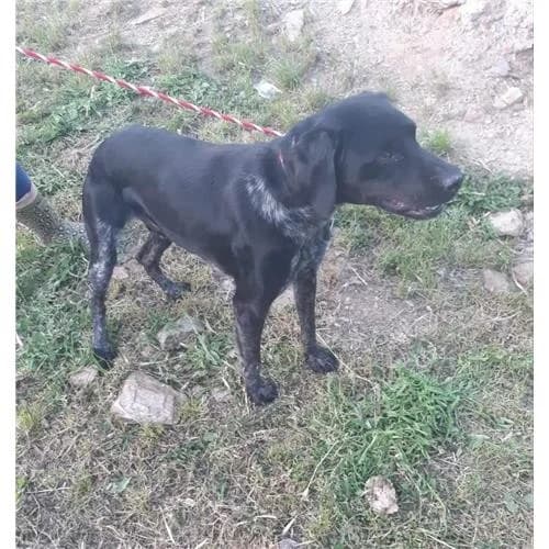 Lelu, Nero male mixed breed for adoption at Associazione , Siniscola (Nuoro)