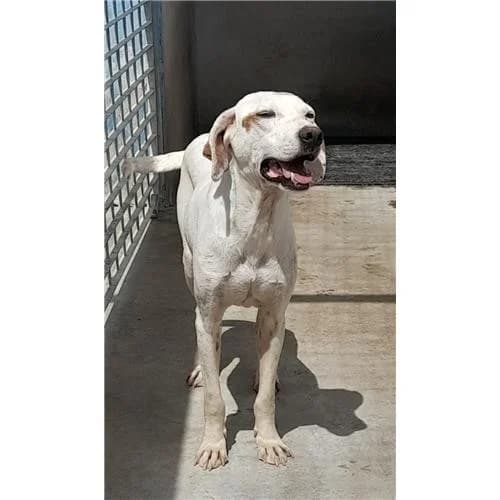 A336, Bianco Arancio male mixed breed for adoption at Associazione , Siniscola (Nuoro)