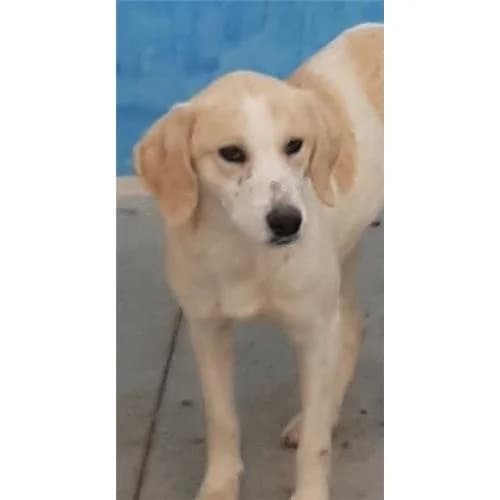 Dulce, B.Arancio female mixed breed for adoption at Associazione , Siniscola (Nuoro)