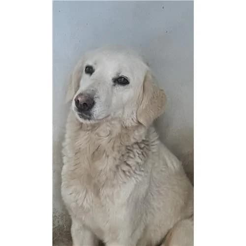 Nevina, Bianco female mixed breed for adoption at Associazione , Siniscola (Nuoro)