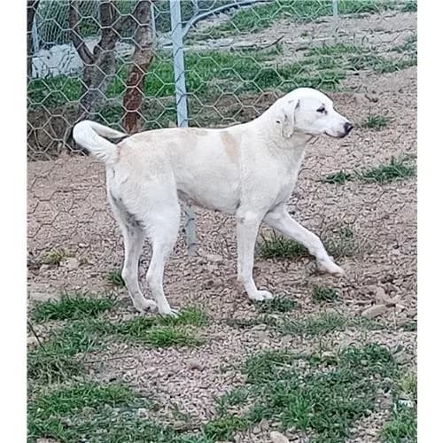 Teodora (luna), Bianco Arancio female mixed breed for adoption at Associazione , Siniscola (Nuoro)