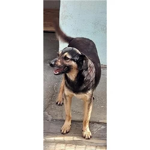 A351, Nero Focato male mixed breed for adoption at Associazione , Siniscola (Nuoro)