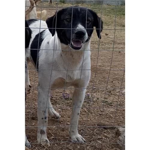 Bella,  (Associazione )