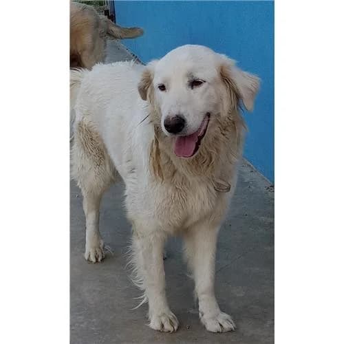 Biancona, Bianco female mixed breed for adoption at Associazione , Siniscola (Nuoro)