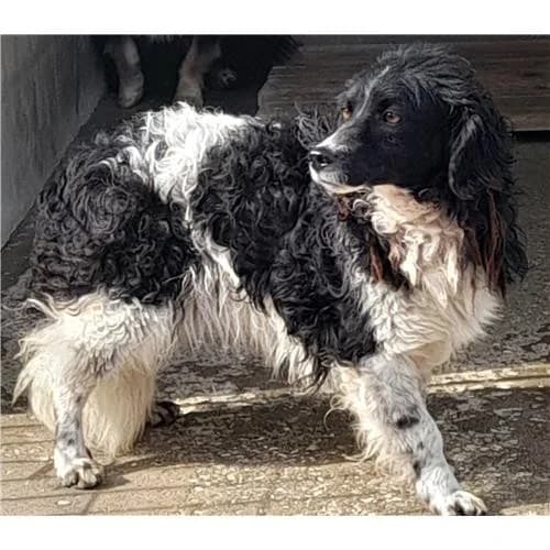 Billo,  (Associazione )
