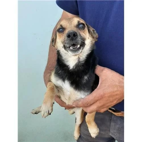 A48, Tricolore male mixed breed for adoption at Associazione , Siniscola (Nuoro)