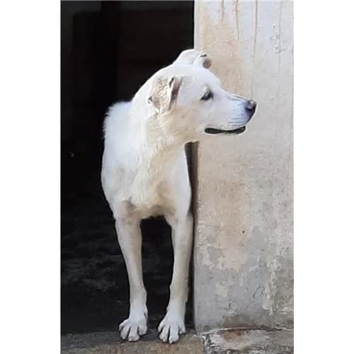 A5, Bianco male mixed breed for adoption at Associazione , Siniscola (Nuoro)