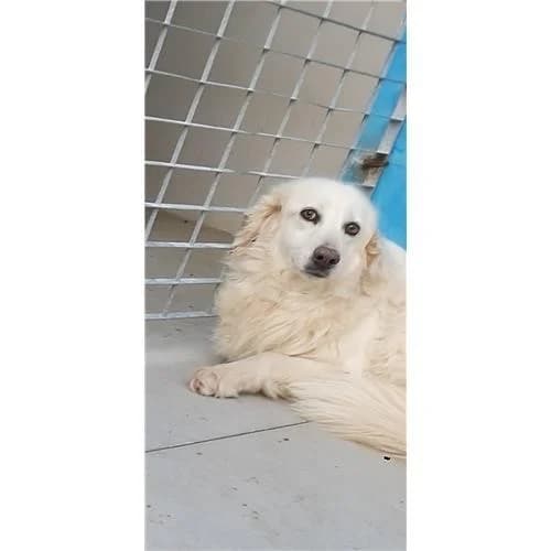 Reasilva, Bianco female mixed breed for adoption at Associazione , Siniscola (Nuoro)