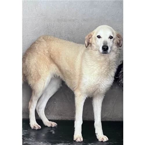 Molly,  (Associazione )