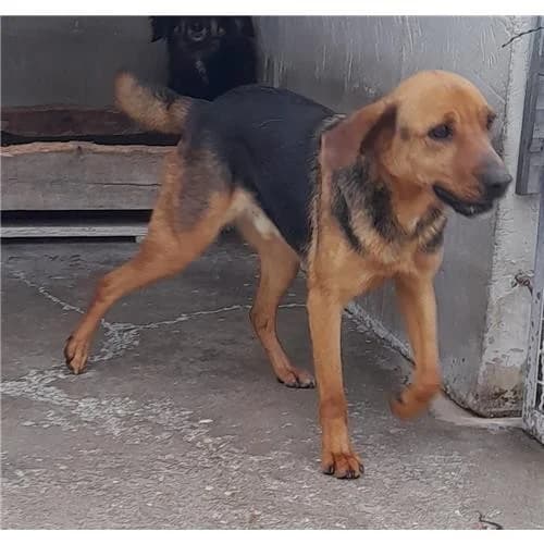 A548, Nero Focato male mixed breed for adoption at Associazione , Siniscola (Nuoro)