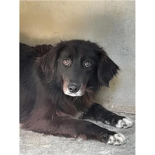 June, Nero female mixed breed for adoption at Associazione , Siniscola (Nuoro)