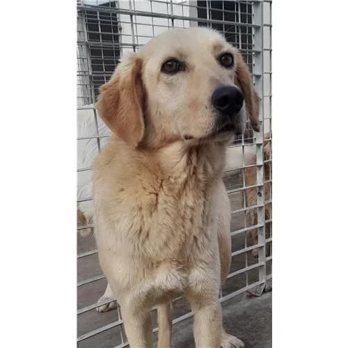 Furio, Fulvo male mixed breed for adoption at Associazione , Siniscola (Nuoro)