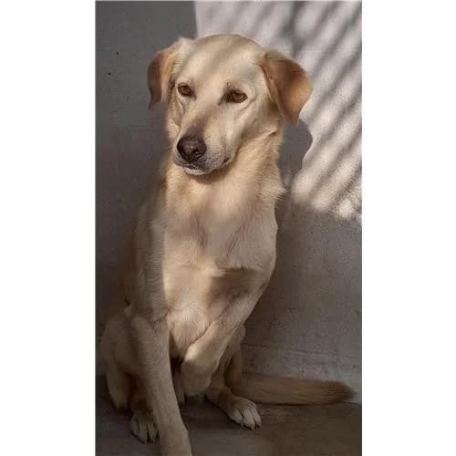 Argo, miele male mixed breed for adoption at Associazione , Siniscola (Nuoro)