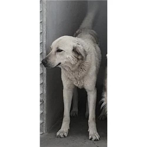 Luppolo, miele male mixed breed for adoption at Associazione , Siniscola (Nuoro)