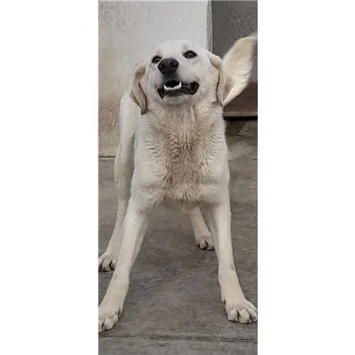 Gin, Bianco male mixed breed for adoption at Associazione , Siniscola (Nuoro)