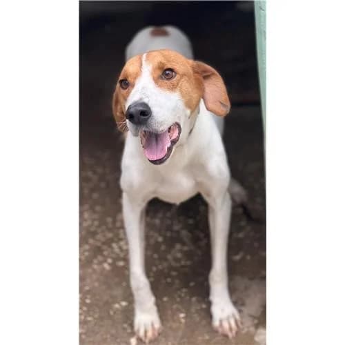 A560, Bianco Arancio male mixed breed for adoption at Associazione , Siniscola (Nuoro)