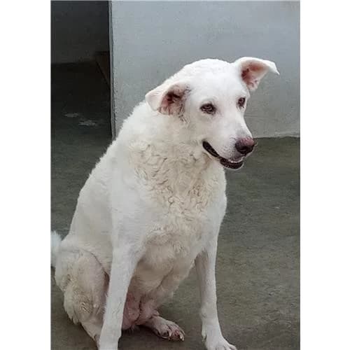 A562, Bianco female mixed breed for adoption at Associazione , Siniscola (Nuoro)