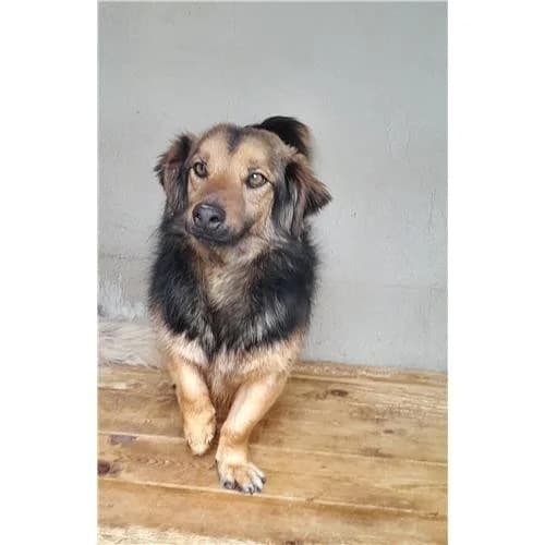 Micky, Nero Focato male mixed breed for adoption at Associazione , Siniscola (Nuoro)