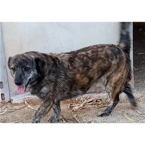 Molly, Tigrato female mixed breed for adoption at Associazione , Siniscola (Nuoro)