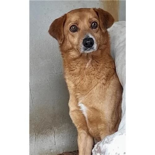 Fifi', Fulvo Chiaro female mixed breed for adoption at Associazione , Siniscola (Nuoro)