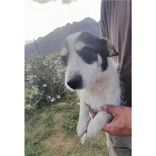 Mino, Tricolore male mixed breed for adoption at Associazione , Siniscola (Nuoro)