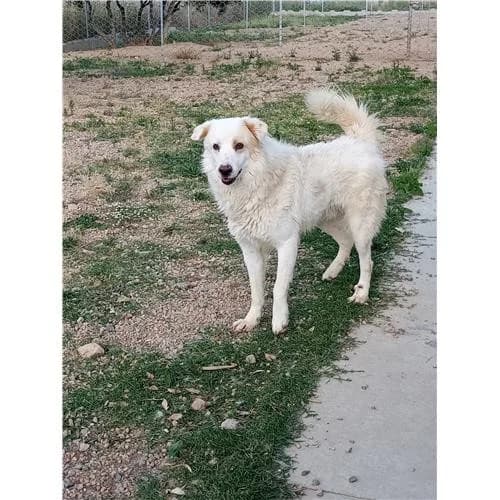 Rotatoia, Bianco Crema male mixed breed for adoption at Associazione , Siniscola (Nuoro)