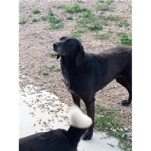 Tenia, Nero female mixed breed for adoption at Associazione , Siniscola (Nuoro)