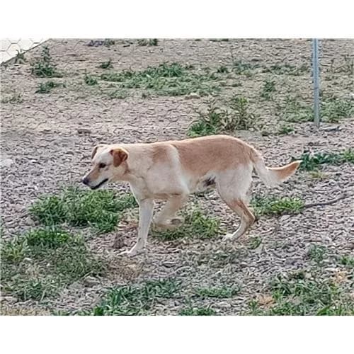 Cestode, Fulvo male mixed breed for adoption at Associazione , Siniscola (Nuoro)