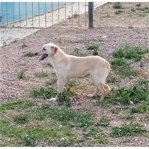 Pulce, Fulvo female mixed breed for adoption at Associazione , Siniscola (Nuoro)