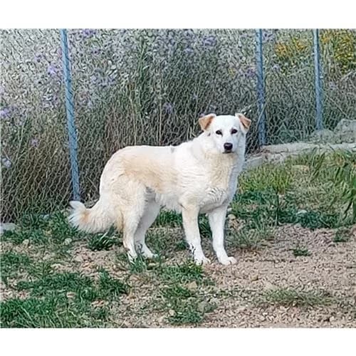 Pavura, Bianco female mixed breed for adoption at Associazione , Siniscola (Nuoro)